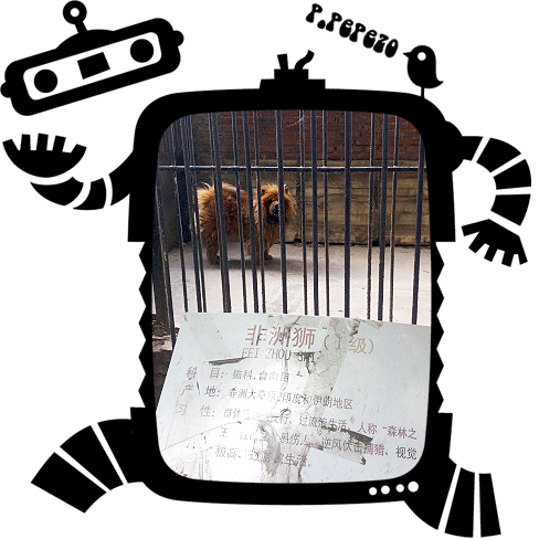 今度は中国で・・・動物園のライオンが犬だった？？鳴き声でわかったっていうからびっくり＠＠チャウチャウのライオンカットてのもあった気が・・・w